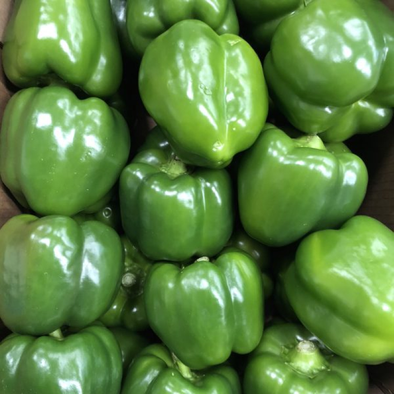 Paprika Groen.VERS van de KWEKER  Prijs Per 500 Gram